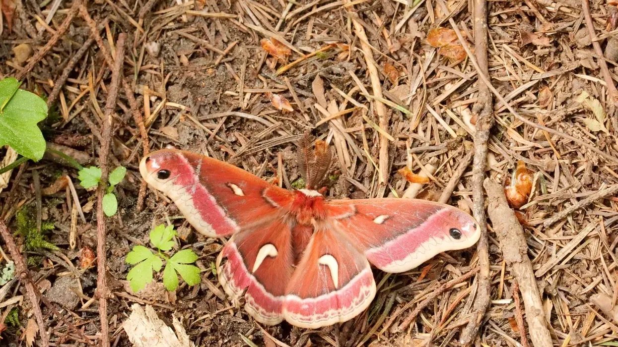 Ceanothus silkmoth facts are interesting and informative.