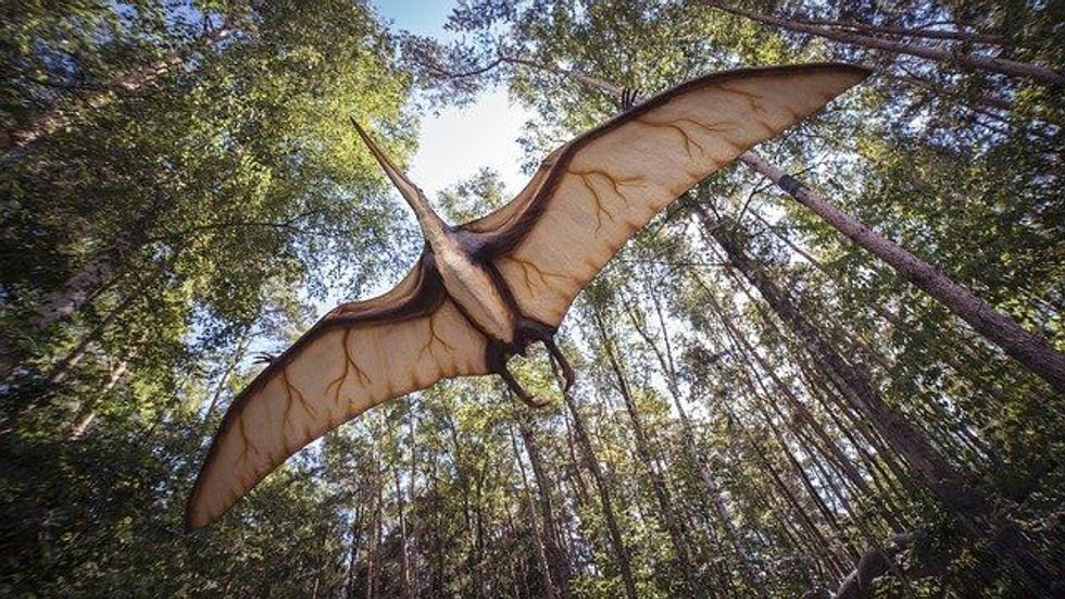 Cearadactylus facts are all about a large pterodactyloid pterosaur of the Early Cretaceous period.