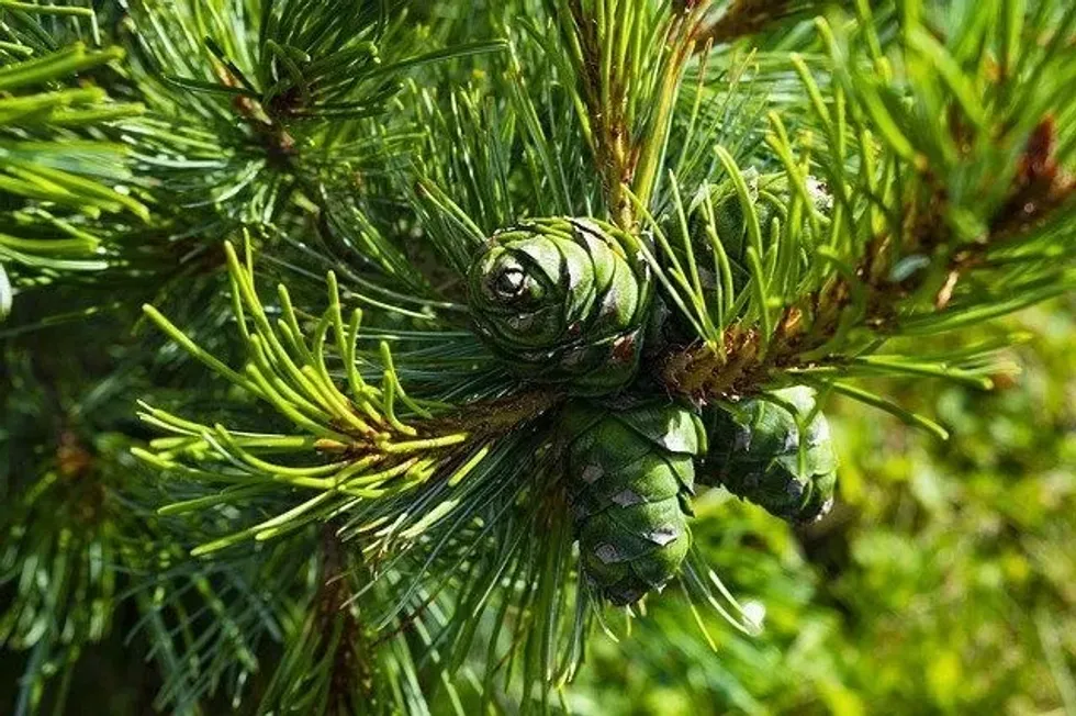 43 Cedar Wood Facts: Uses, Characteristics, Disadvantages And More