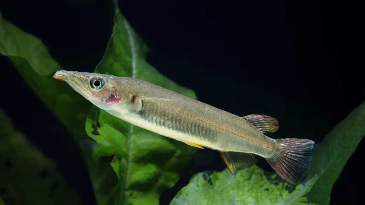 Celebes halfbeak facts reveal their feeding and floating habits.