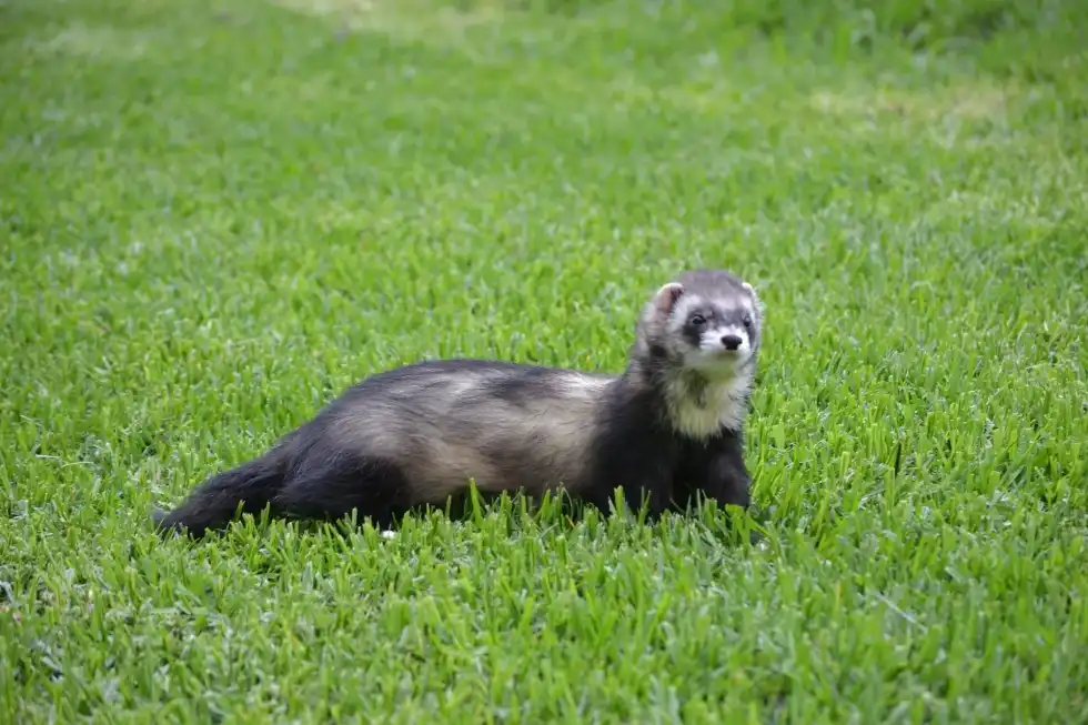 Celebrate National Ferret Day on April 2.