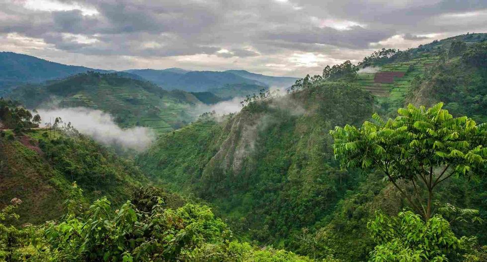Central region of Africa is covered by the African Rainforest.