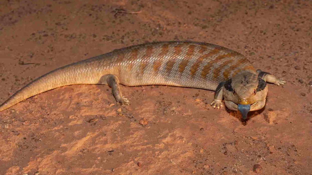 Centralian blue-tongued skink facts talk about their distribution range and distribution areas.