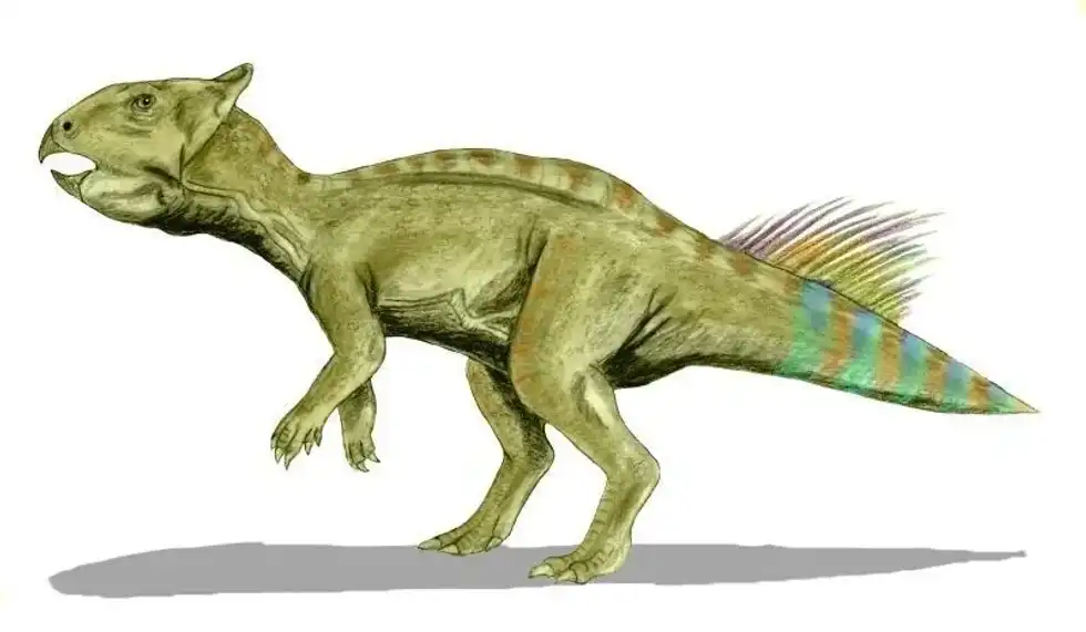 Cerasinops facts that you need to know.