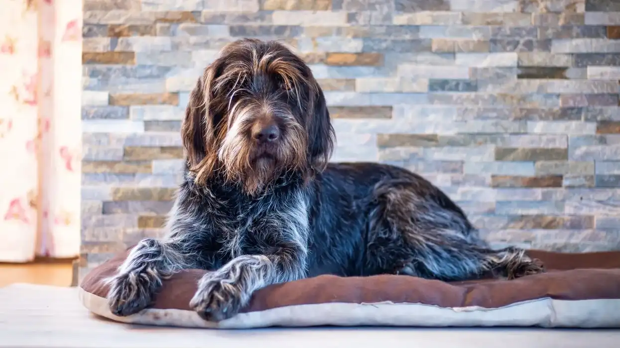 Cesky Fousek facts, like it is a medium-size hunting dog breed with a rough coat, are interesting