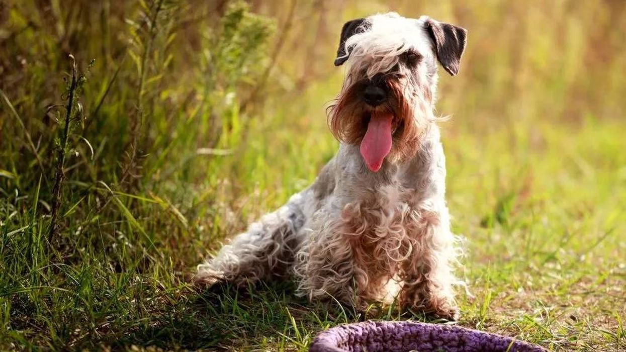Cesky terrier facts about a cute and adorable dog species who are popularly known as the bohemian terrier.