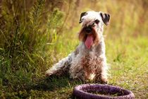 Cesky terrier facts about a cute and adorable dog species who are popularly known as the bohemian terrier.