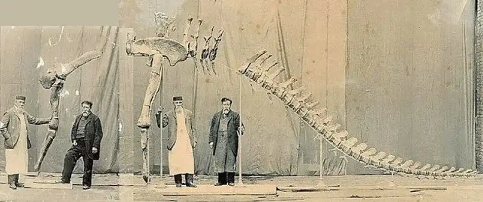 Cetiosauriscus facts are all about a Sauropod dinosaur that once roamed in England.