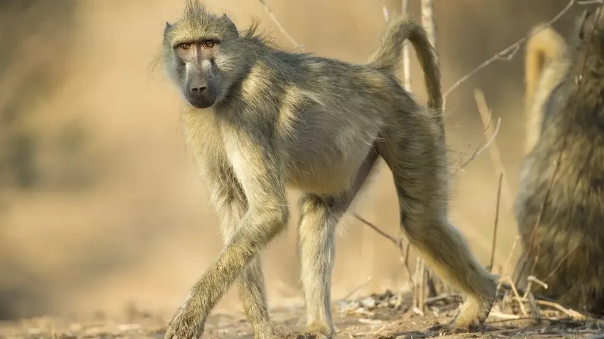 Chacma baboon facts are interesting for kids.