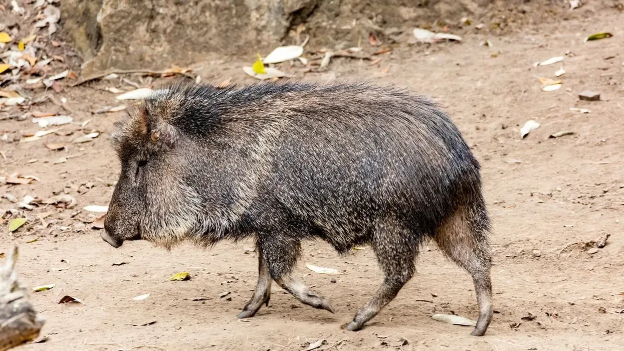 Chacoan Peccary facts are interesting to read.