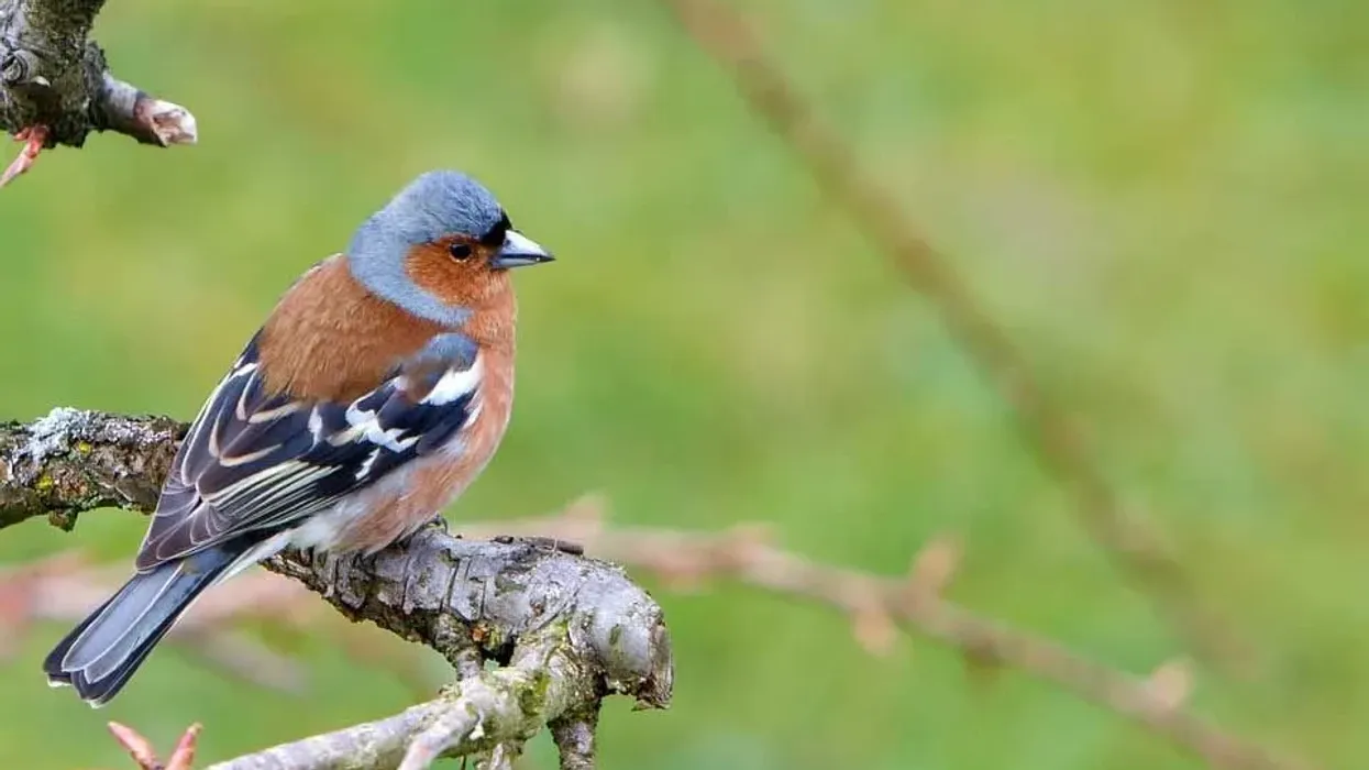 Chaffinch facts are fun to read
