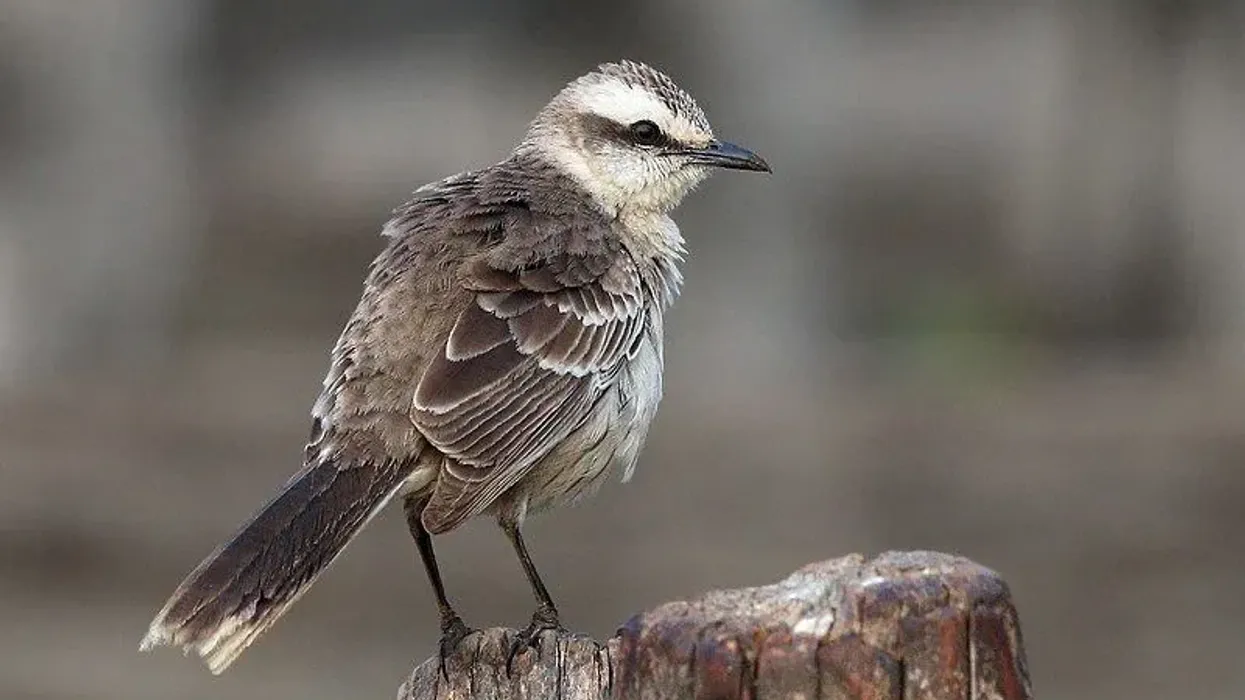 Chalk-browned mockingbird facts are very enjoyable for kids.