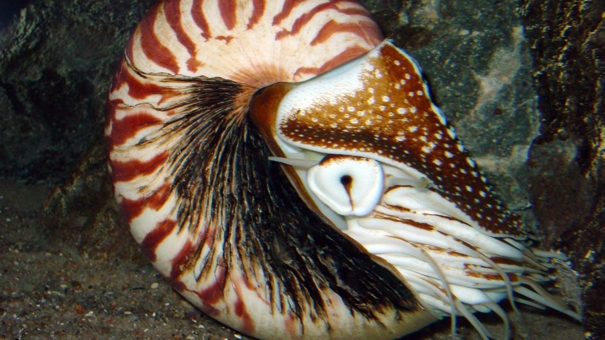 Chambered nautilus facts are about this an interesting marine animal.