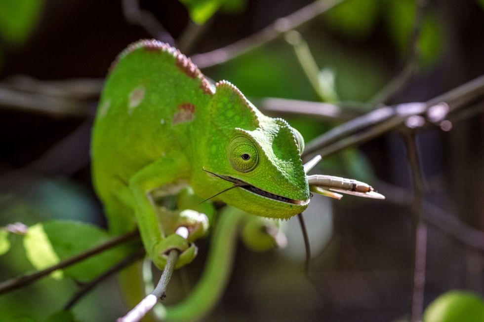 Chameleon eating prey after catching.