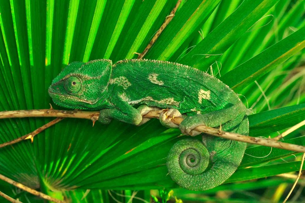 Chameleon on a leaf.