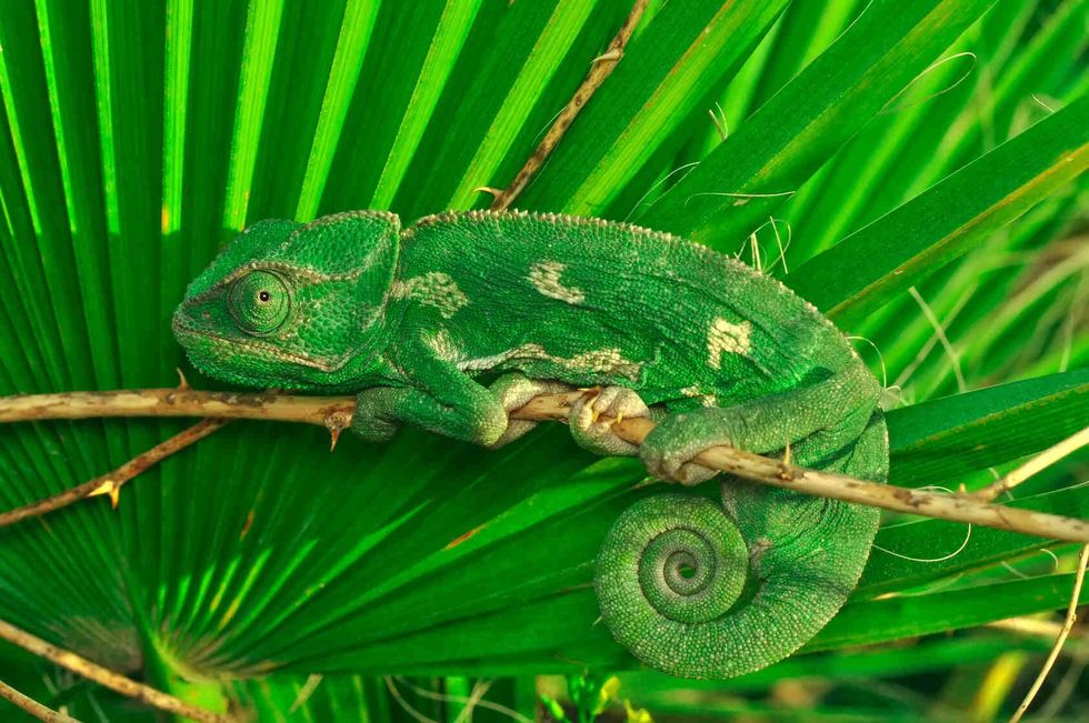 Chameleon on a leaf.