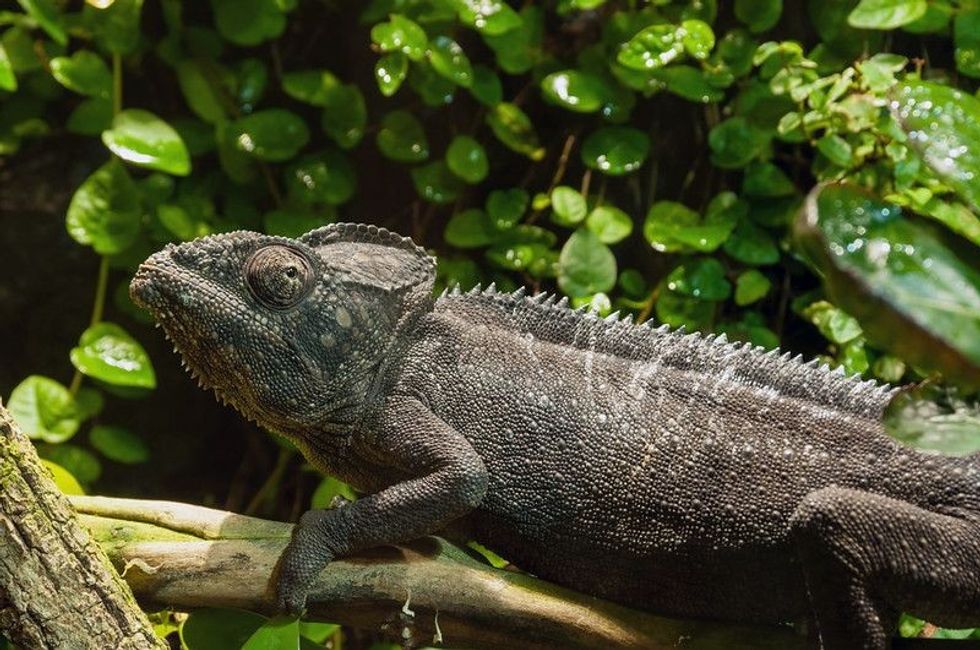 Chameleon on tree.