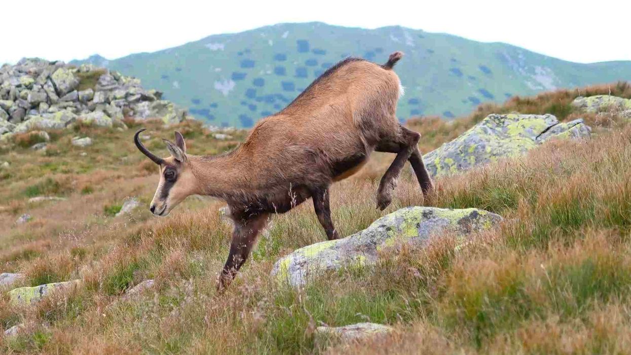 Chamois facts talk about these animals that are found in the mountains