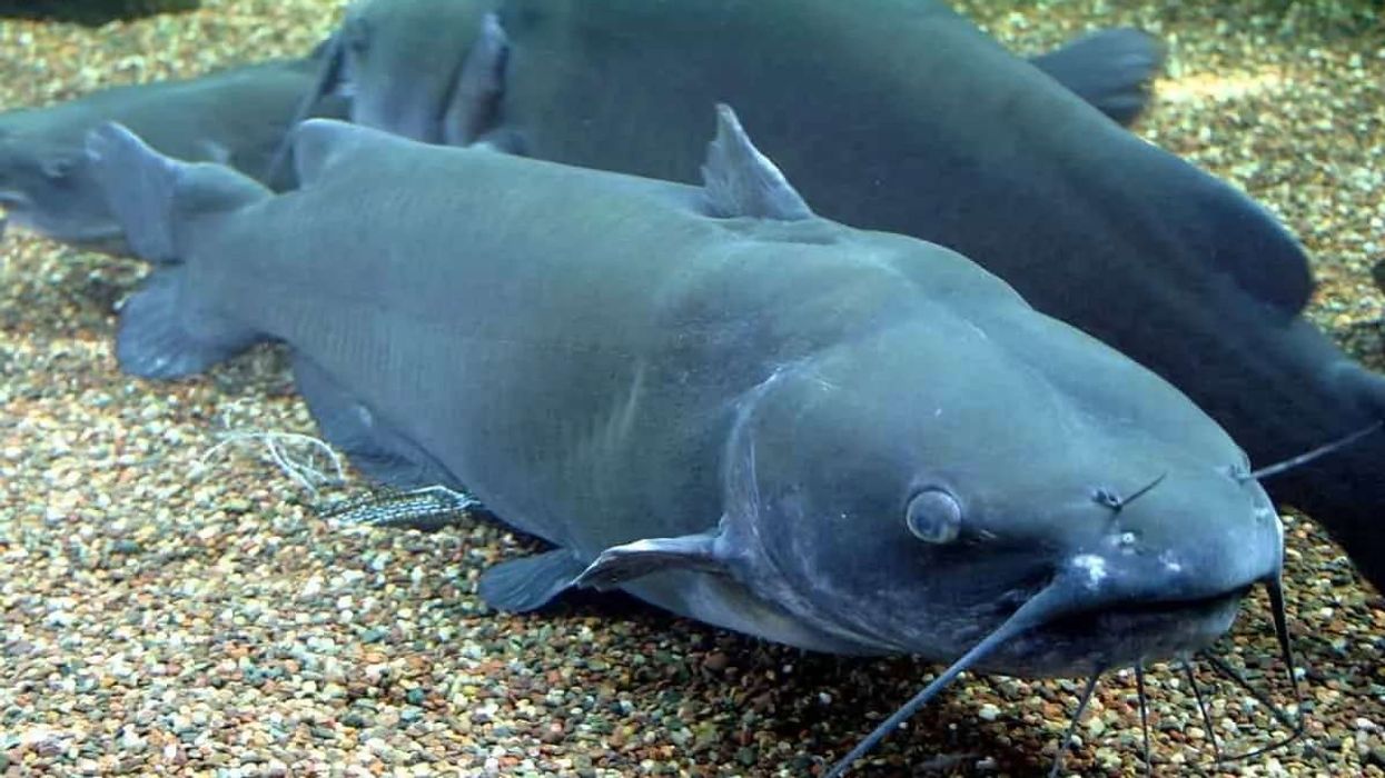 Channel catfish facts are interesting