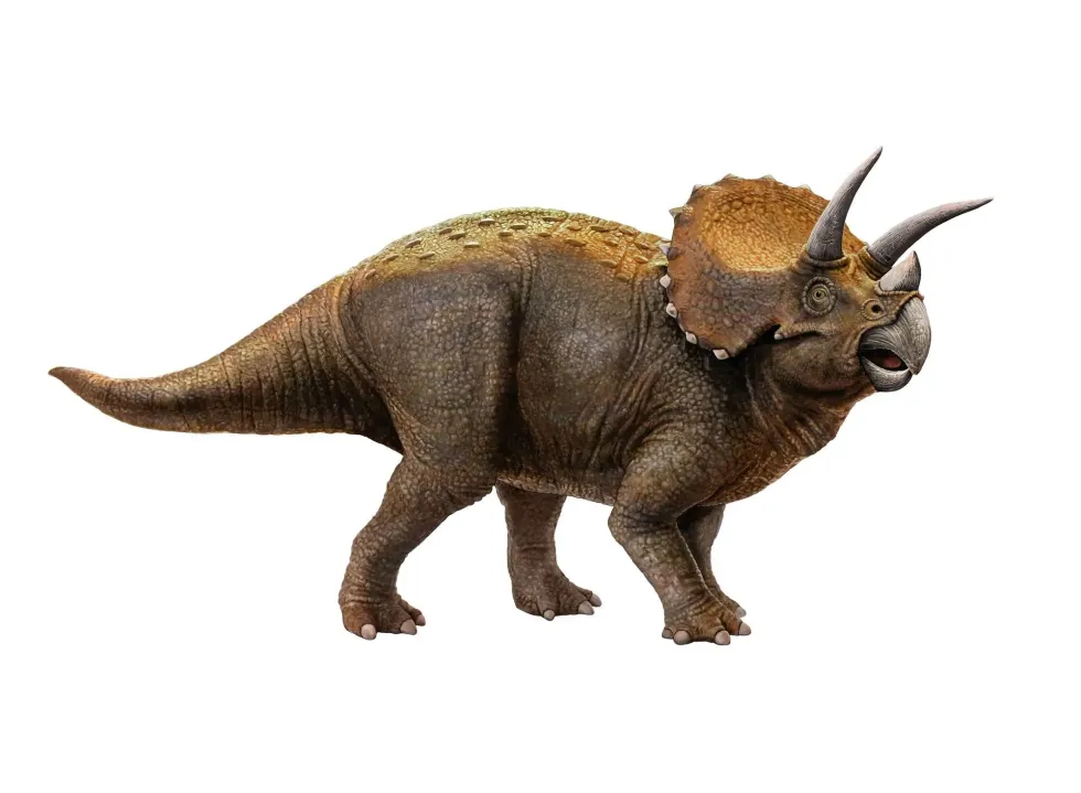 Chaoyangsaurus facts provide additional information about these Ceratopsians.