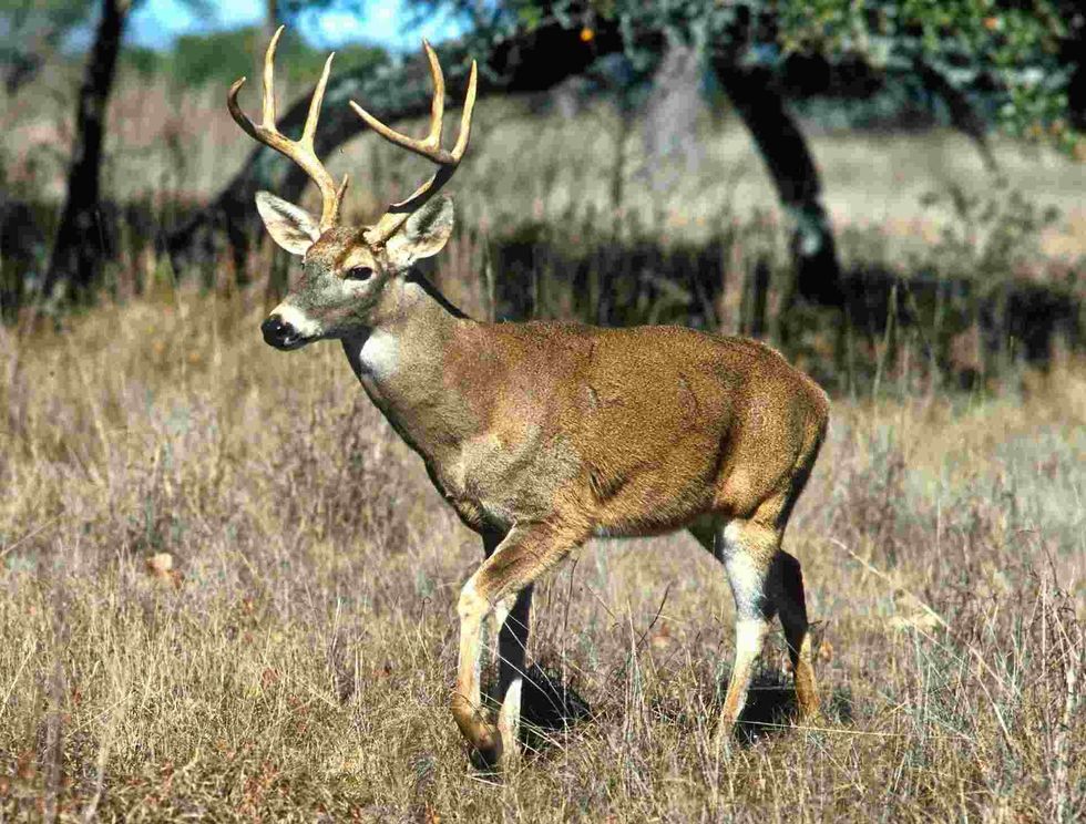 Characteristics and habitat of a White-tailed deer