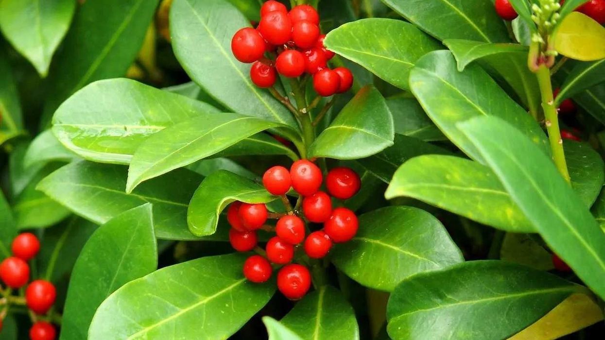 Characteristics and other facts about the amazing American Holly.