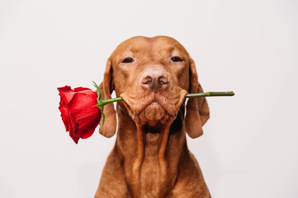 Charming Vizsla dog holding a red rose in his mouth.