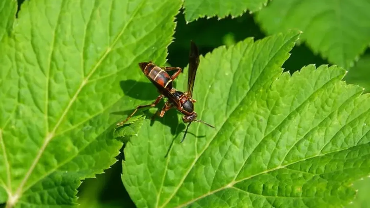 Check out an extensive list of northern paper wasp facts about their food habits, predators, and habitat.