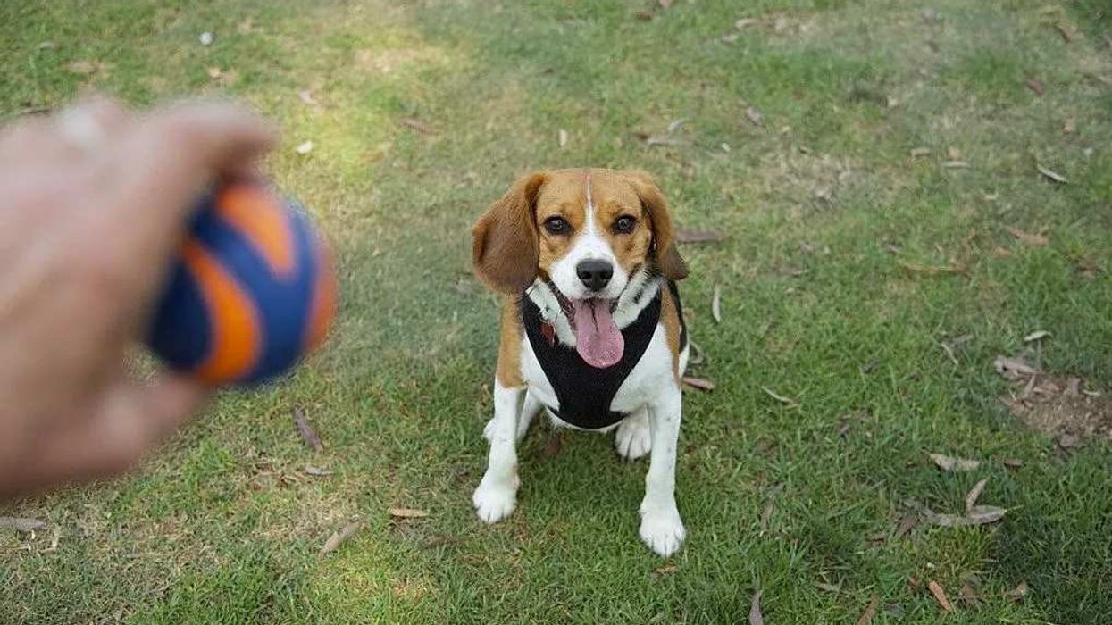 Check out Beaglier facts, a friendly little cross-bred dog.