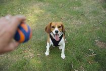 Check out Beaglier facts, a friendly little cross-bred dog.