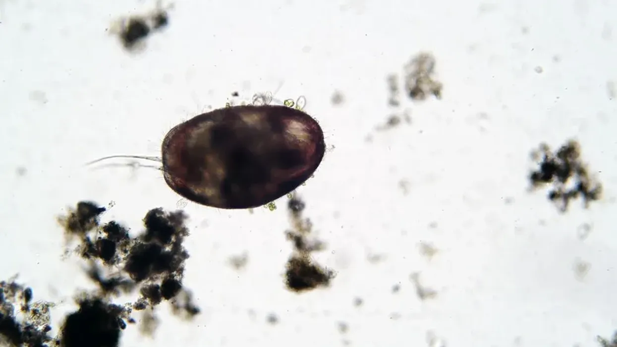 Check out Ostracod facts about an interesting marine species.
