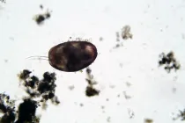 Check out Ostracod facts about an interesting marine species.