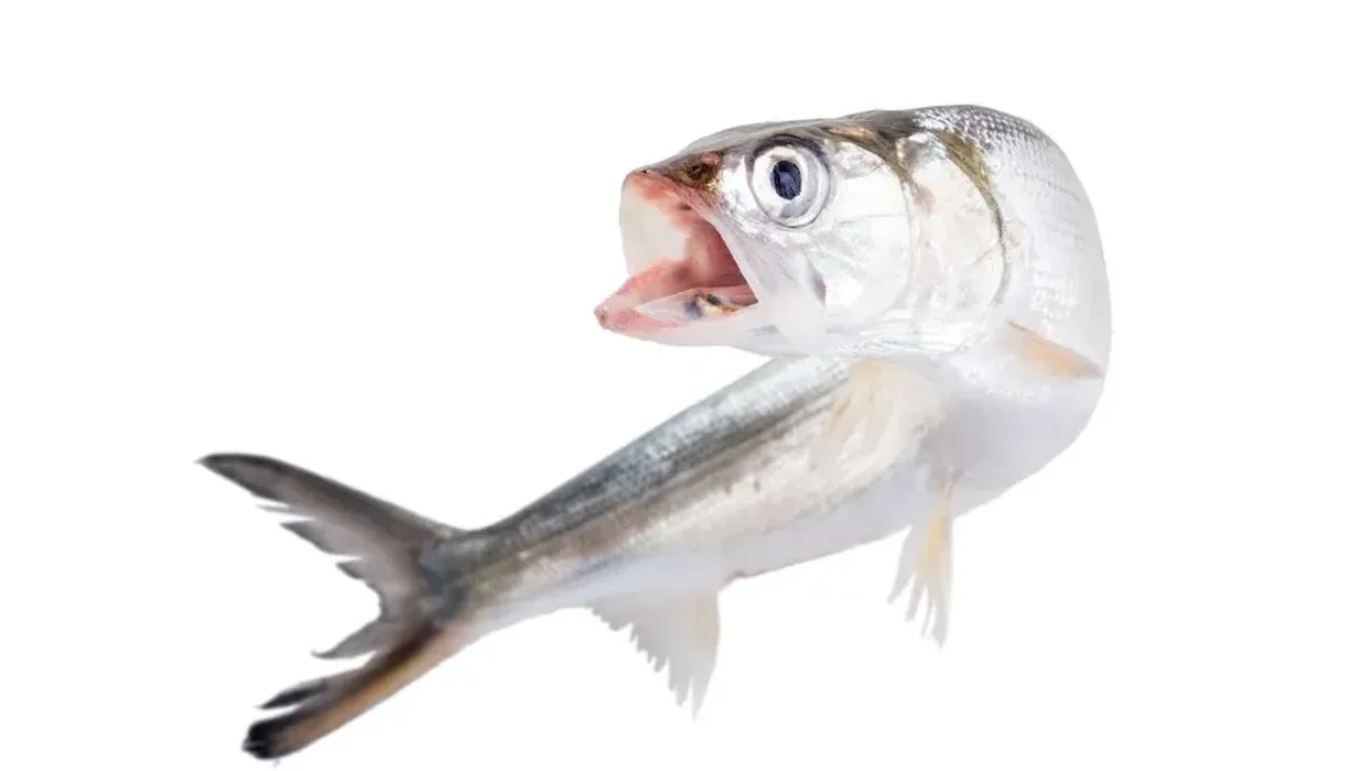 Check out our interesting ladyfish facts about these fish with an instinct to fight for their survival.