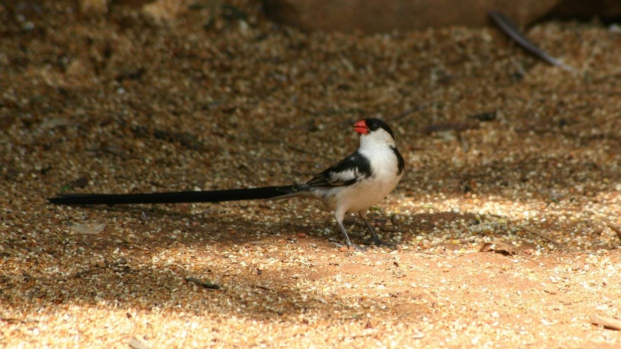 Check out pin-tailed whydah facts here.