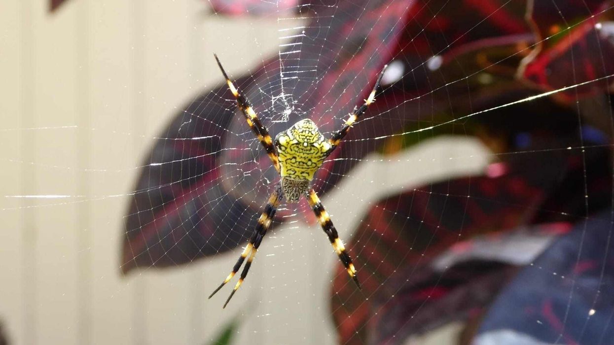 Check out some interesting Hawaiian garden spider facts.