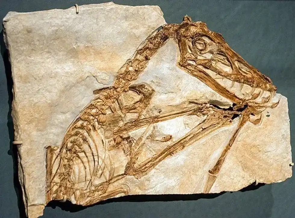 Check out some mind-blowing Harpactognathus facts!