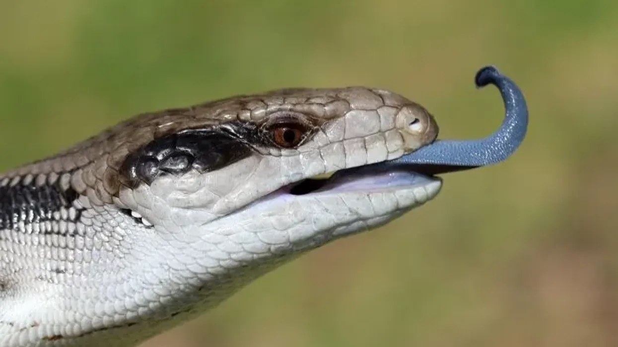 Check out some Northern Blue-Tongued Skink facts to amp up your reptilian knowledge.