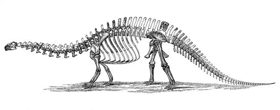 Check out theae interesting Dracopelta facts.
