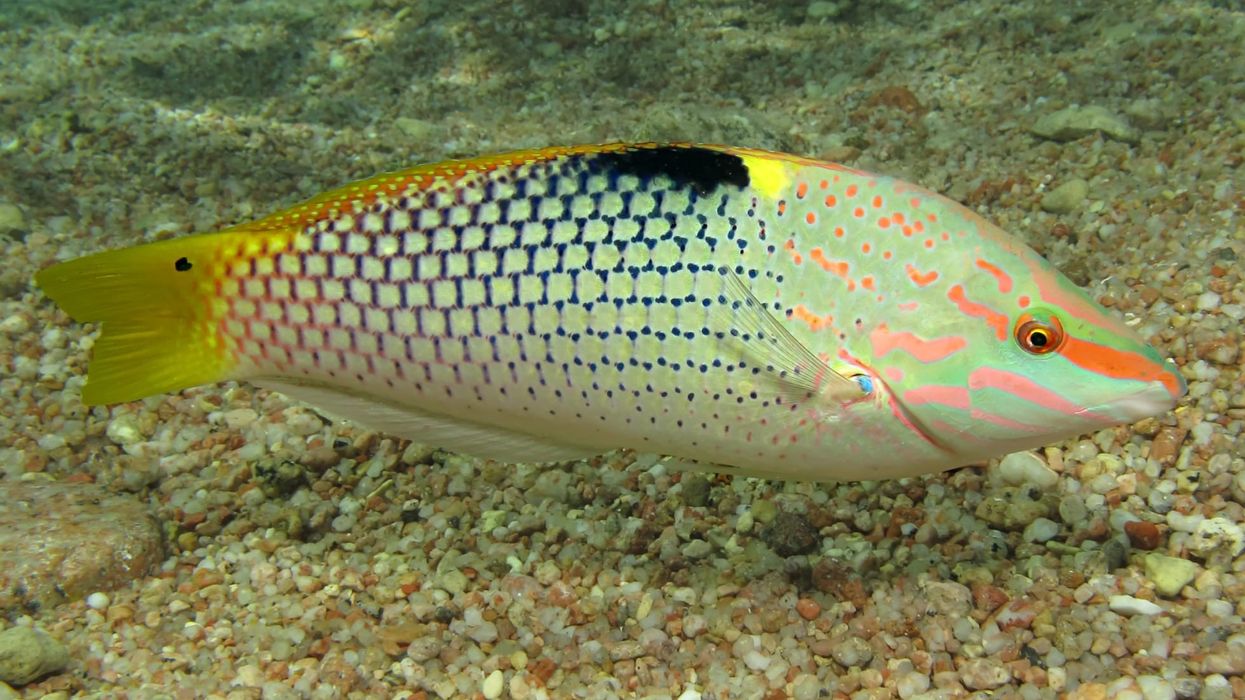 Check out these 15 thrilling checkerboard wrasse facts.
