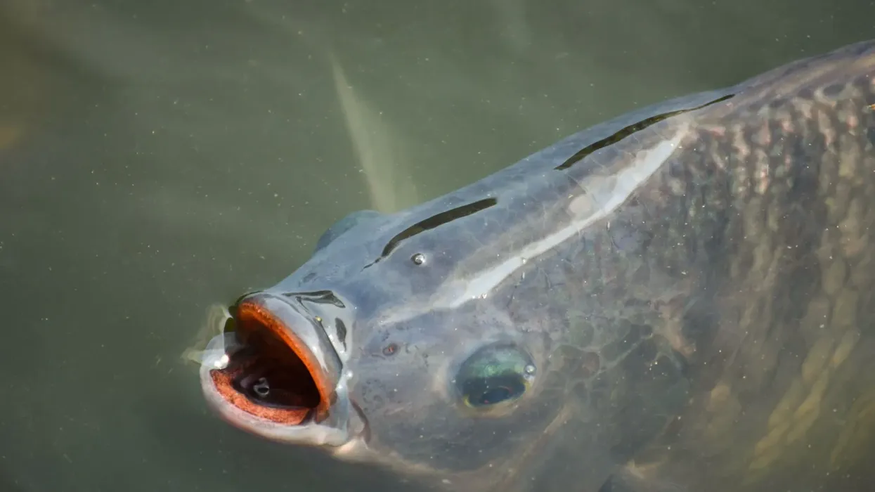 Check out these African carp facts.