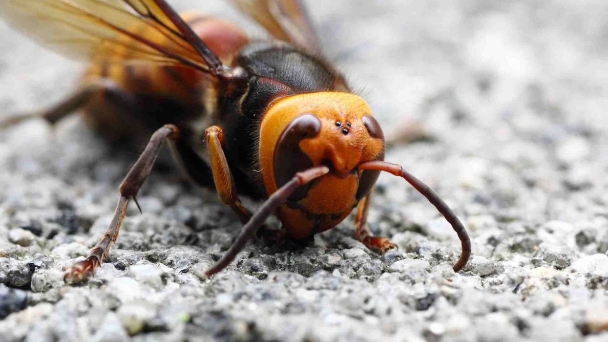 Check out these amazing Asian giant hornet facts to learn more about this incredible species.