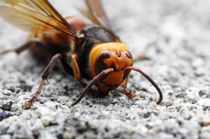 Check out these amazing Asian giant hornet facts to learn more about this incredible species.
