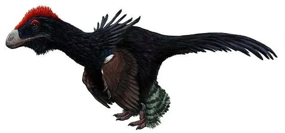Check out these amazing Atrociraptor facts!