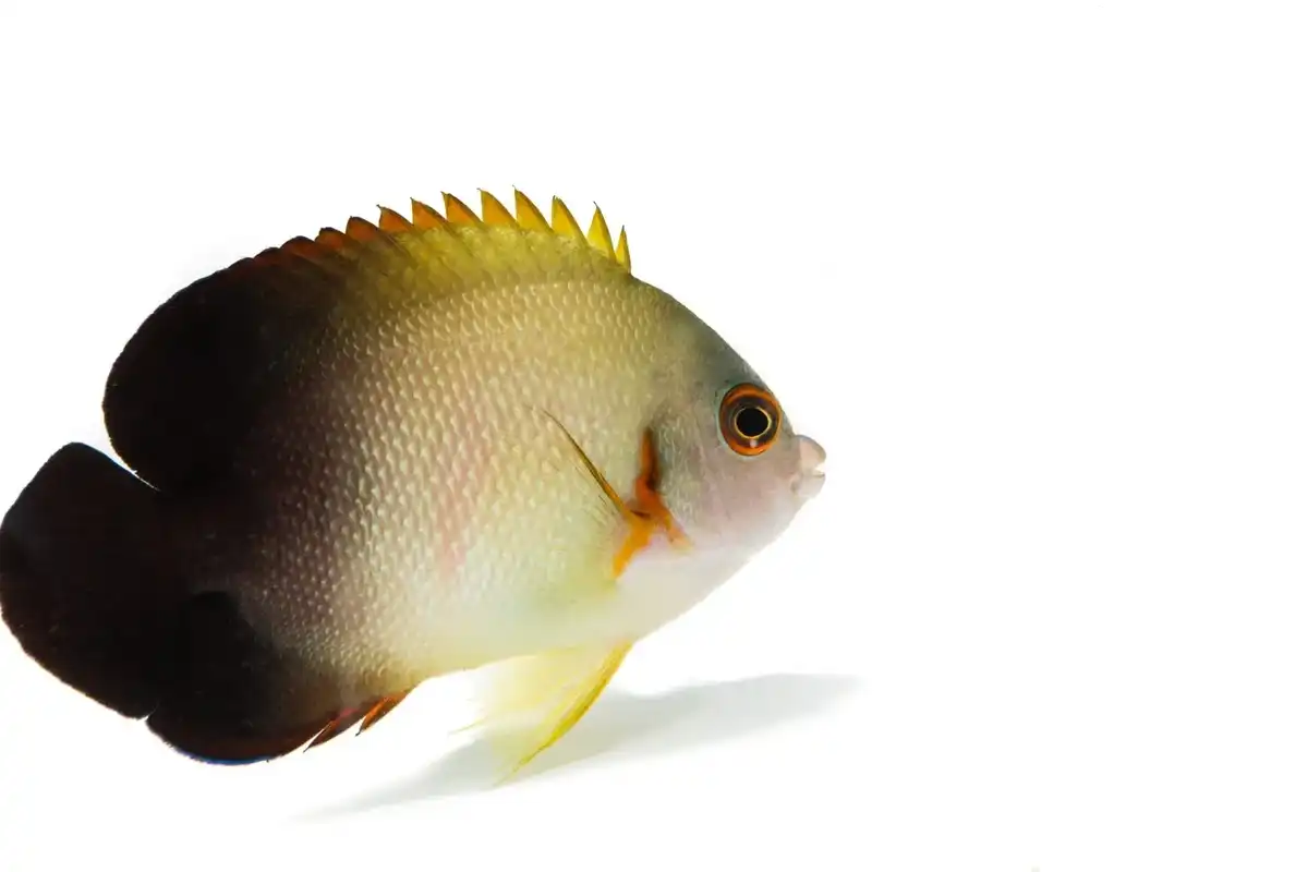 Check out these amazing half black angelfish facts!