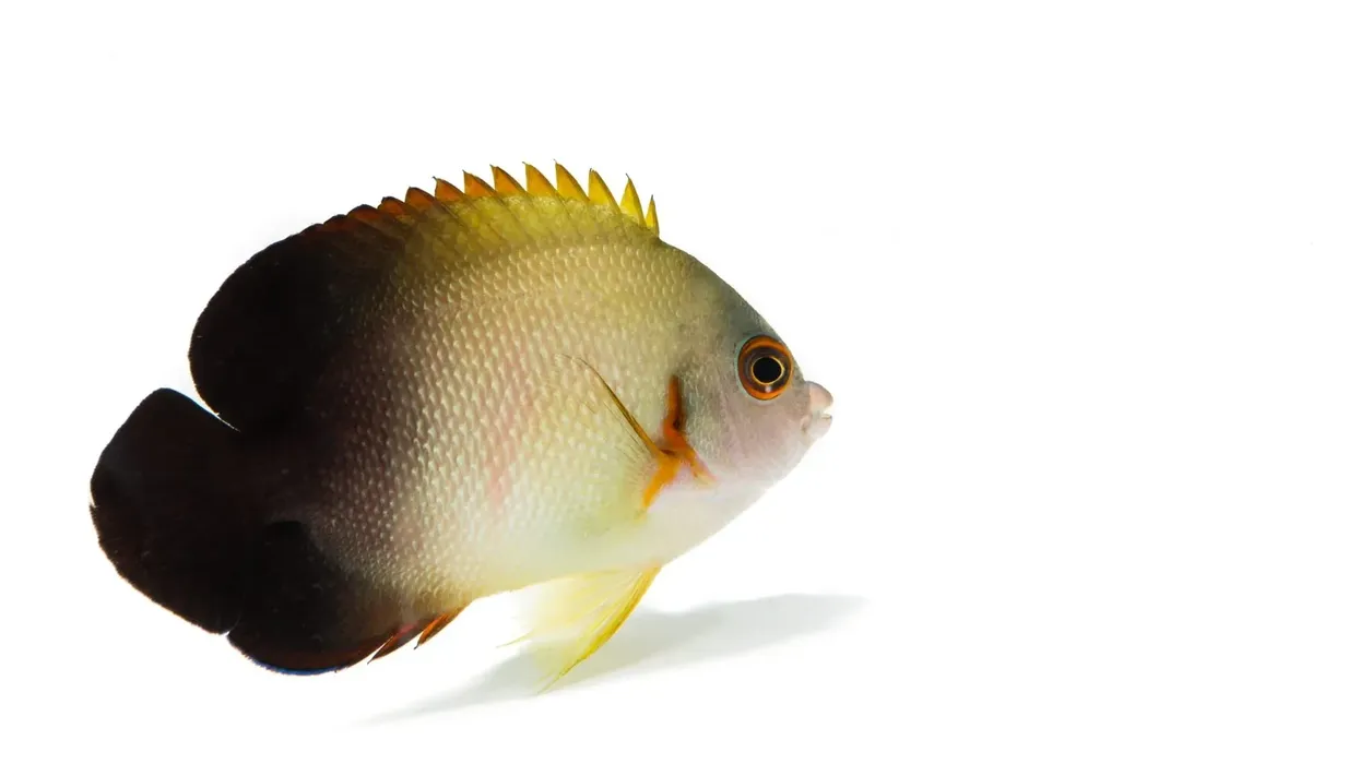 Check out these amazing half black angelfish facts!