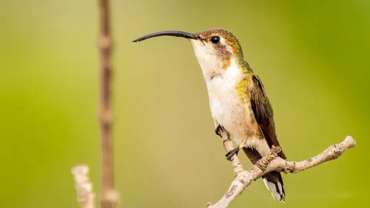 Check out these amazing Mexican sheartail facts to know more about this adorable hummingbird.