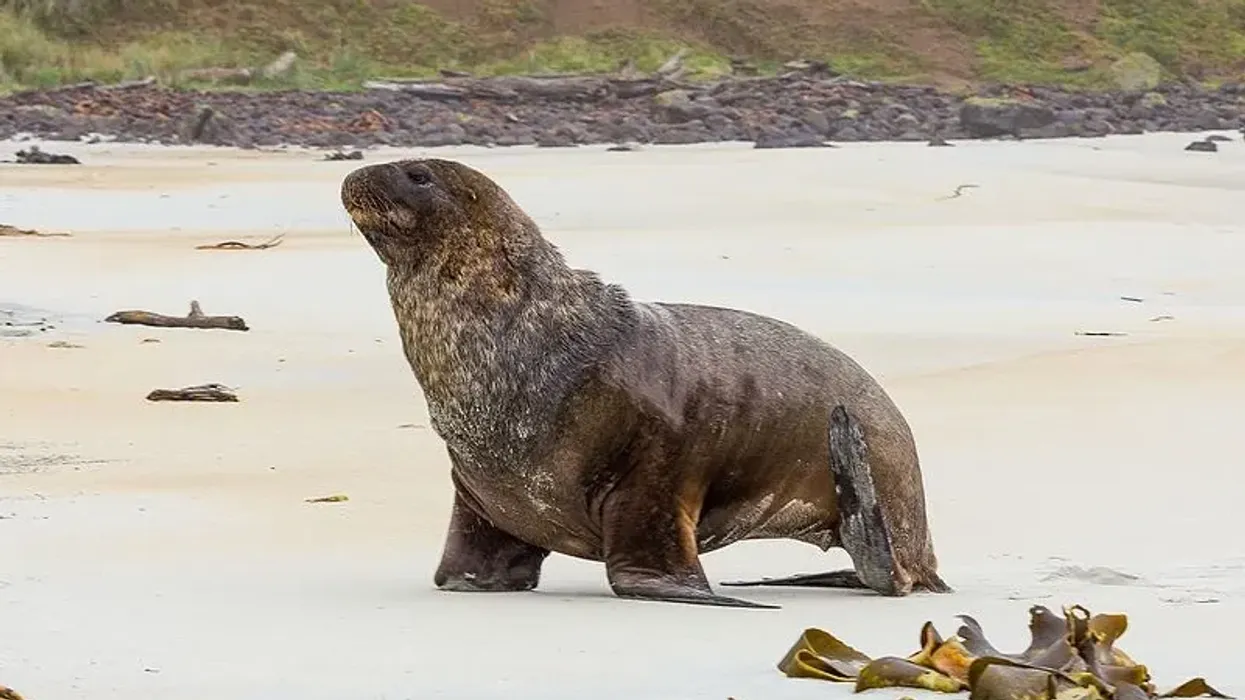 Check out these amazing New Zealand sea lion facts that you won't believe!