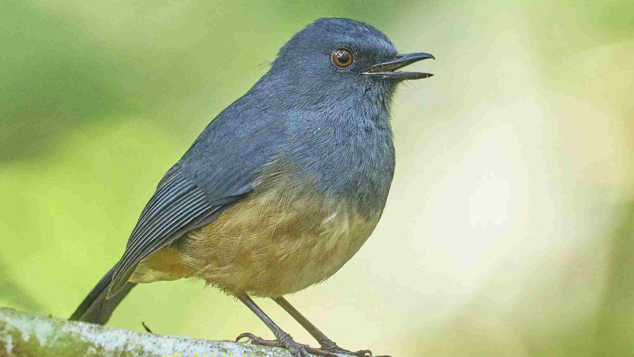 Check out these amazing Nilgiri blue robin facts.