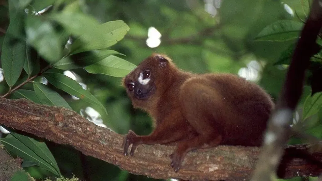 Check out these amazing red-bellied lemur facts