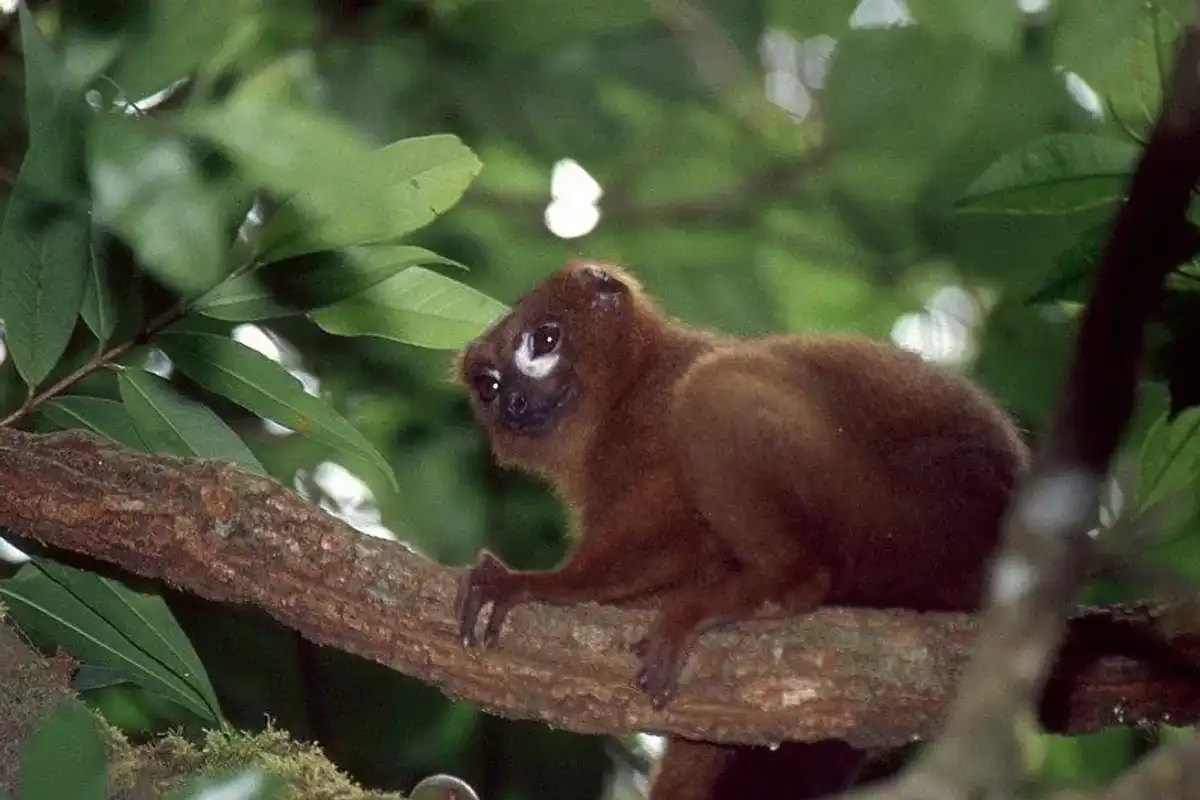Check out these amazing red-bellied lemur facts